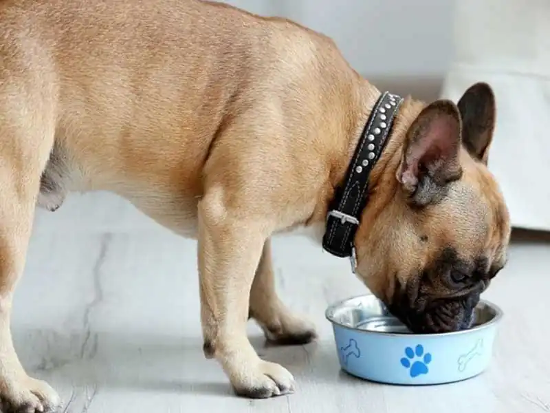 Does wet food hydrate dogs?